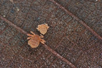 Media type: image;   Invertebrate Zoology 127853